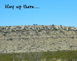 McKenzie Bulls Mountain Climbers_Yearling bulls on the mesa this morning....