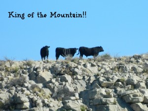 McKenzie Bulls Mountain Climbers_king of the mountain