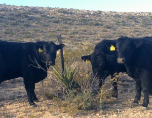 Ranch Raised Bulls_Yearling bulls chewing on a young spanish dagger
