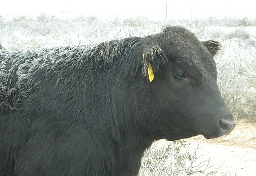 2015 Bull Sale March 10, 2015  Selling 100+ Angus bulls