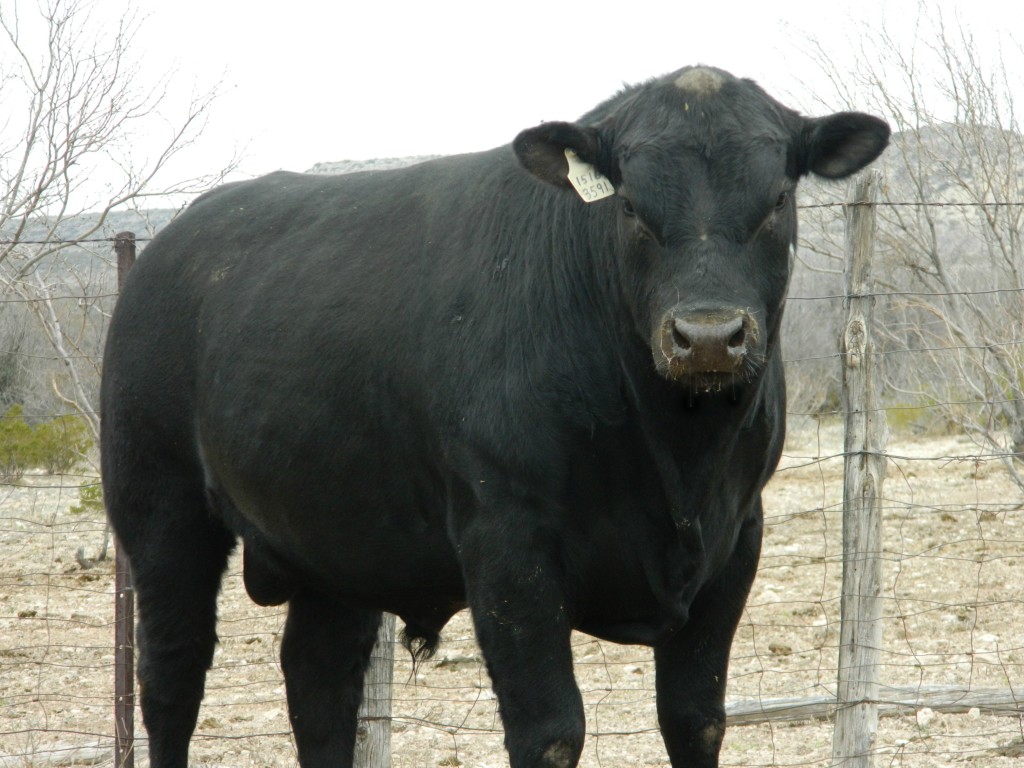 18-24 month old Angus bulls sell on March 10, 2015 - McKenzie Land