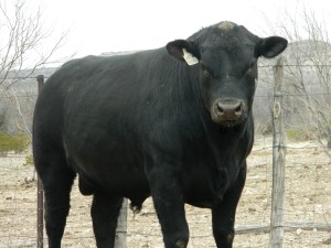 18-24 month old Angus bulls sell on March 10, 2015