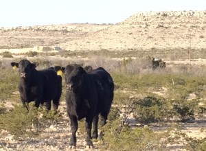 9th Annual Angus Bull Sale