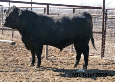 black angus bull pictures_McKenzie Bull Sale 2016_7