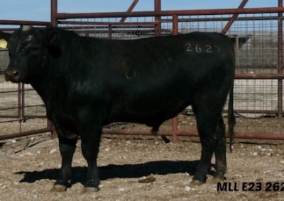 black angus bull pictures_McKenzie Bull Sale 2016_8