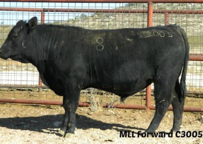 black angus bull pictures_McKenzie Bull Sale 2016_9