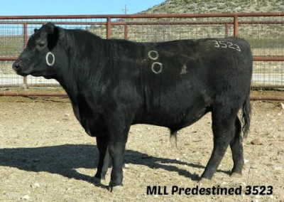 black angus bull pictures_McKenzie Bull Sale 2016_10