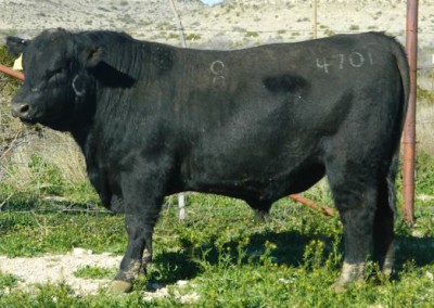 black angus bull pictures_McKenzie Bull Sale 2016_13