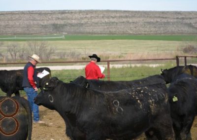 black angus bull pictures_black angus mckenzie land & livestock McKenzie Bull Sale 2016_19
