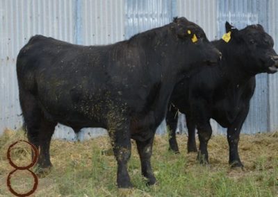 black angus bull pictures_ mckenzie land & livestock