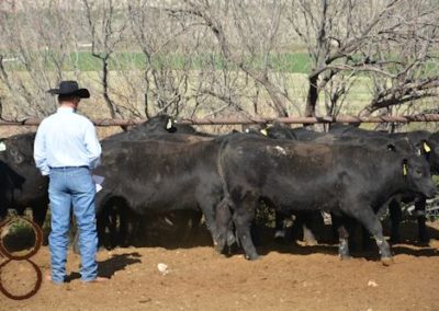 black angus bull pictures_ mckenzie land & livestock