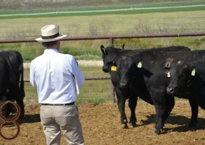 black angus bull pictures_mckenzie land & livestock