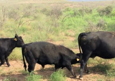 angus cattle fall weaning 2016