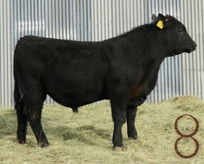 McKenzie Bull D027