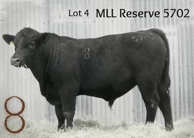 McKenzie Bull 5702