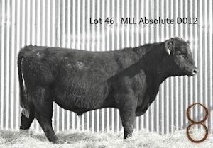 McKenzie Bull D012