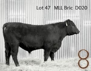 McKenzie Bull D020