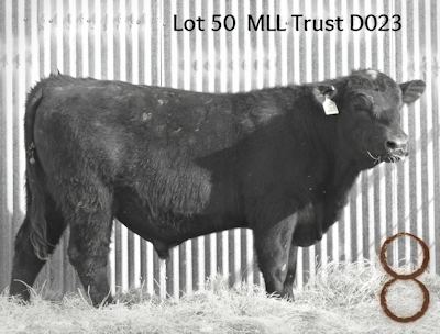 McKenzie Bull D023