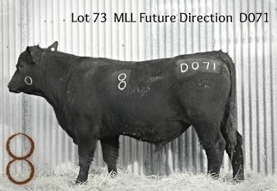 McKenzie Bull D071