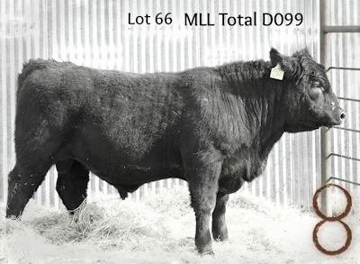 McKenzie Bull D099