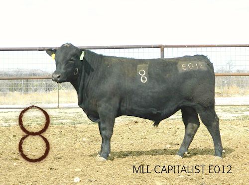 McKenzie Bull E012