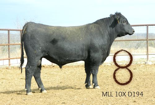 McKenzie Bull D194