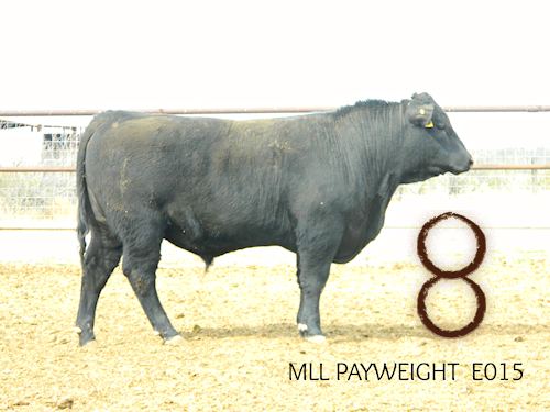 McKenzie Bull E015