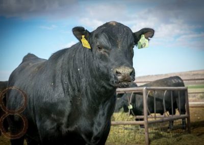 black angus bull pictures_McKenzie Bull Sale 2018_29