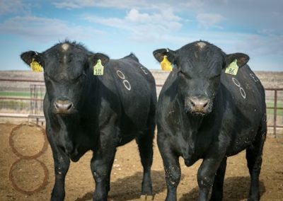 black angus bull pictures_McKenzie Bull Sale 2018_26