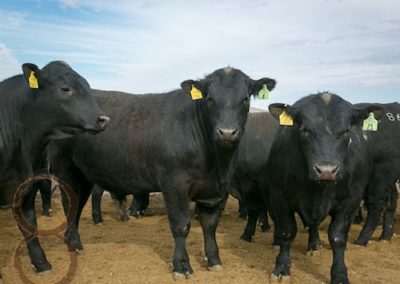black angus bull pictures_McKenzie Bull Sale 2018_23