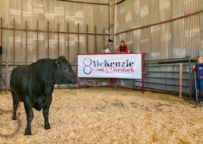 black angus bull pictures_McKenzie Bull Sale 2018_15