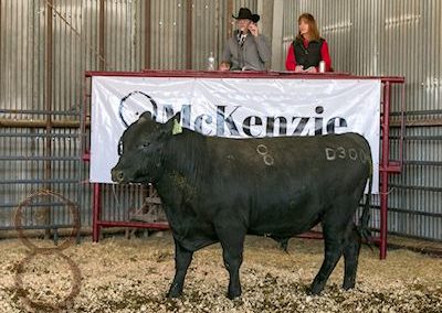 black angus bull pictures_McKenzie Bull Sale 2018_13