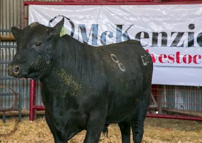black angus bull pictures_McKenzie Bull Sale 2018_12