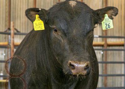 black angus bull pictures_McKenzie Bull Sale 2018_11