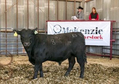 black angus bull pictures_McKenzie Bull Sale 2018_9