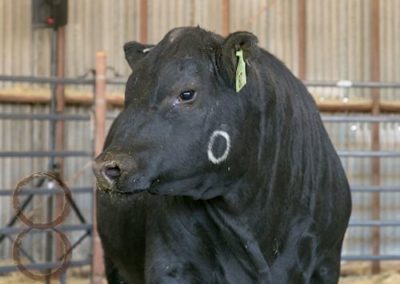 black angus bull pictures_McKenzie Bull Sale 2018_7