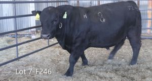 McKenzie Bull Sale 2020 Lot 7 F246