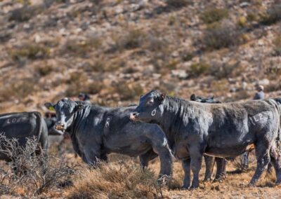 McKenzie Bull Sale