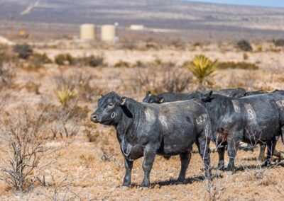 McKenzie Bull Sale