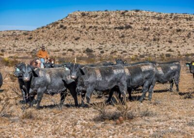 McKenzie Bull Sale