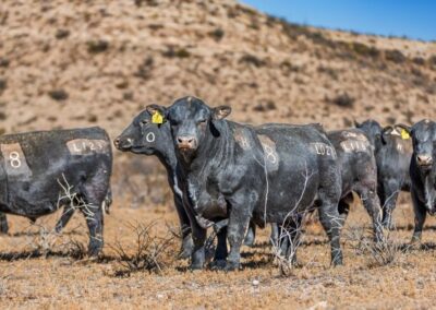 McKenzie Bull Sale