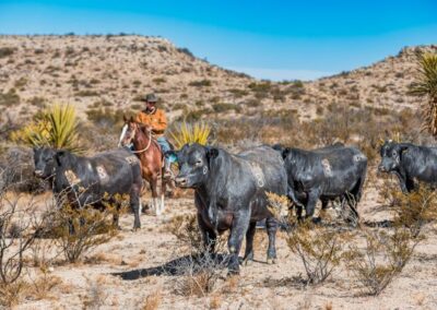 McKenzie Bull Sale