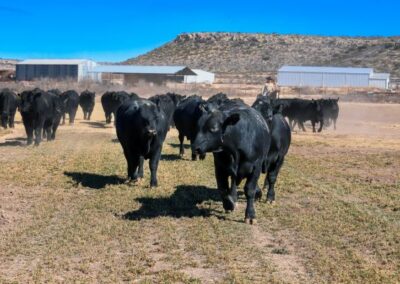 McKenzie Bull Sale