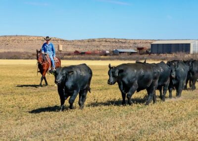 McKenzie Bull Sale