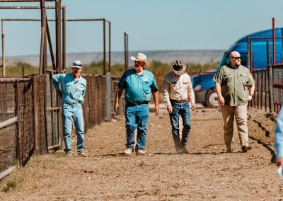 McKenzie Bull Sale