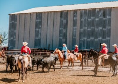 McKenzie Bull Sale