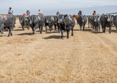 McKenzie Bull Sale
