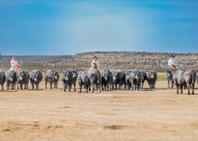 McKenzie Bull Sale