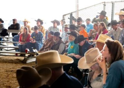 McKenzie Bull Sale