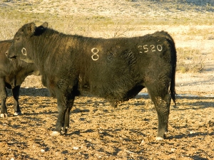 90 bulls and 16 heifers Mckenzie Sell on March 18, 2014